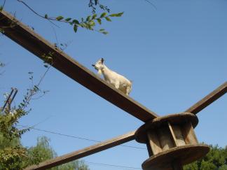 goat-high-wire